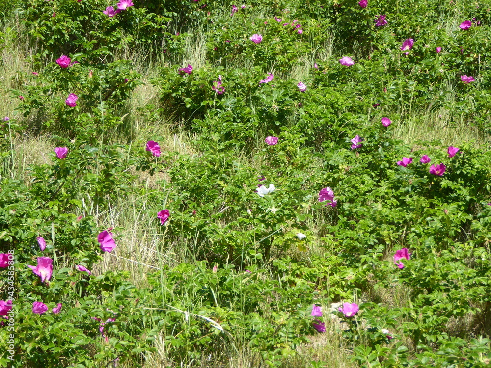 Fotografie Rosa rugosa, Rosa Wildrosen, Pink wild roses