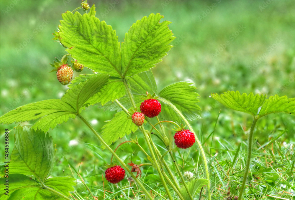 Walderdbeeren (Wildform der Erdbeere) Walderdbeeren (Wildform der Erdbeere)