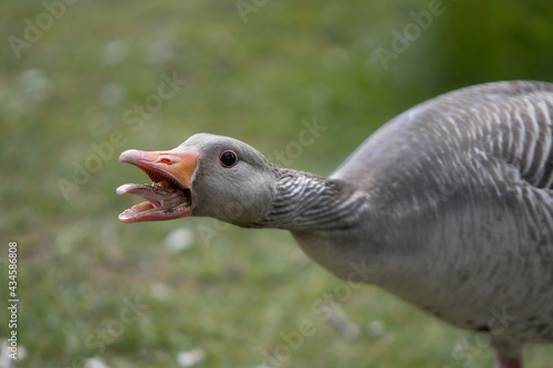 close up of a screaming grey goose at Hillsborough castle United Kingdom