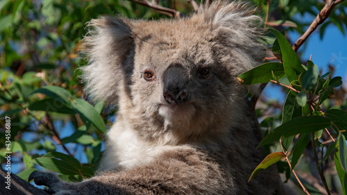 Koala © AWU