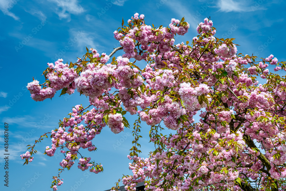 A Japanese Cherry Tree with a clear blue sky in the background. Closeup picture of a branch A Japanese Cherry Tree with a clear blue sky in the background. Closeup picture of a branch