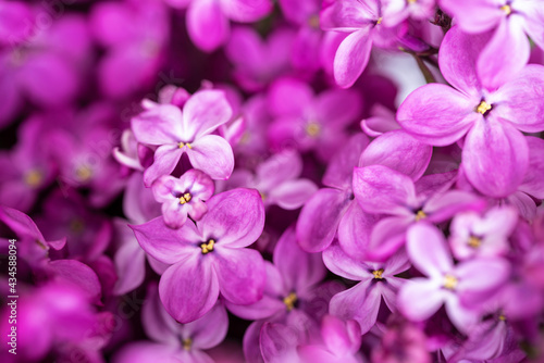 Tender bright violet flower blooming. Beautiful lilac blossom wallpaper. Macro photography. Spring flowers background. Copy space.