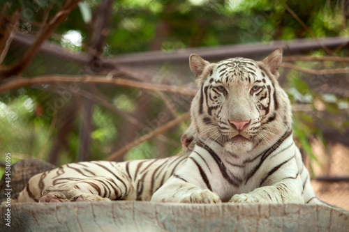 white tiger,