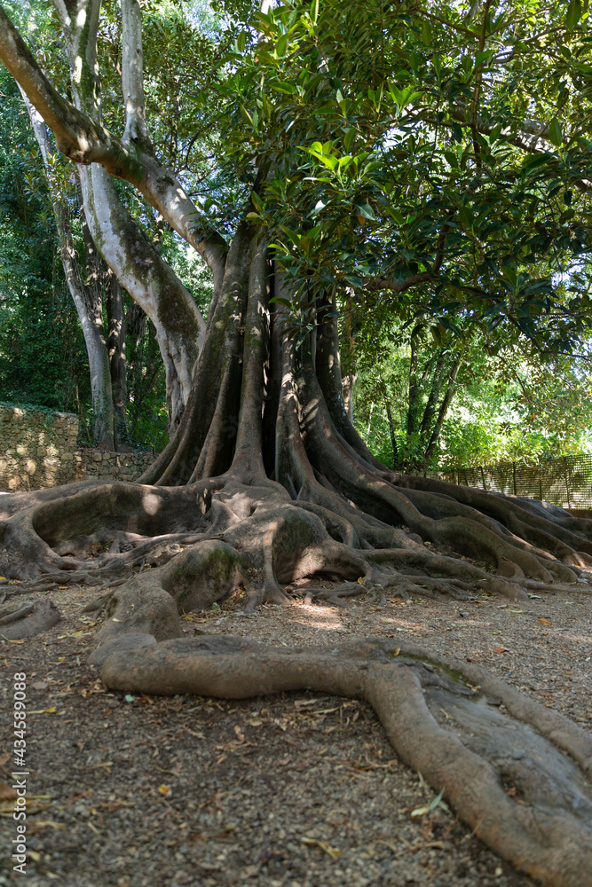 Giant tree at Quinta das Lágrimas garden, Coimbra, Portugal Giant tree at Quinta das Lágrimas garden, Coimbra, Portugal