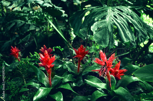 Image of Red tropical flower © tomertu