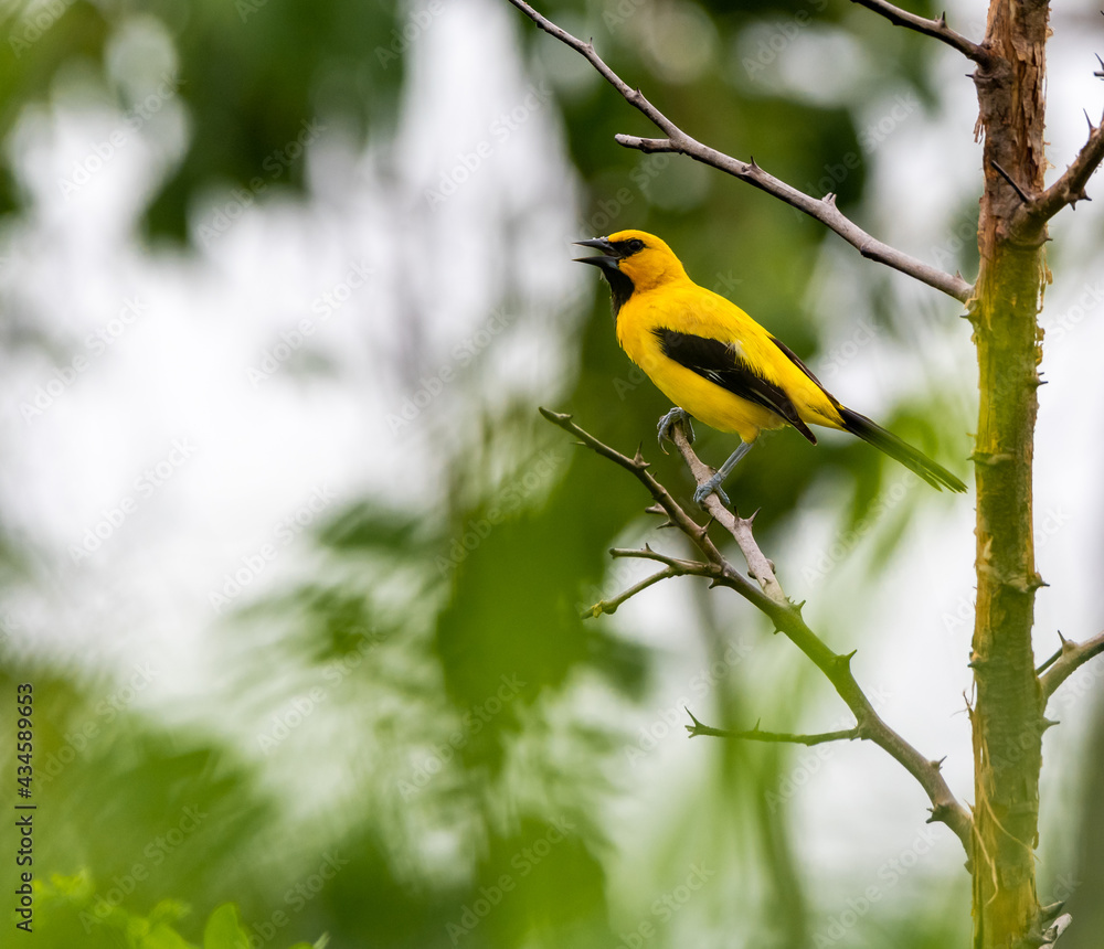 Icterus nigrogularis Icterus nigrogularis