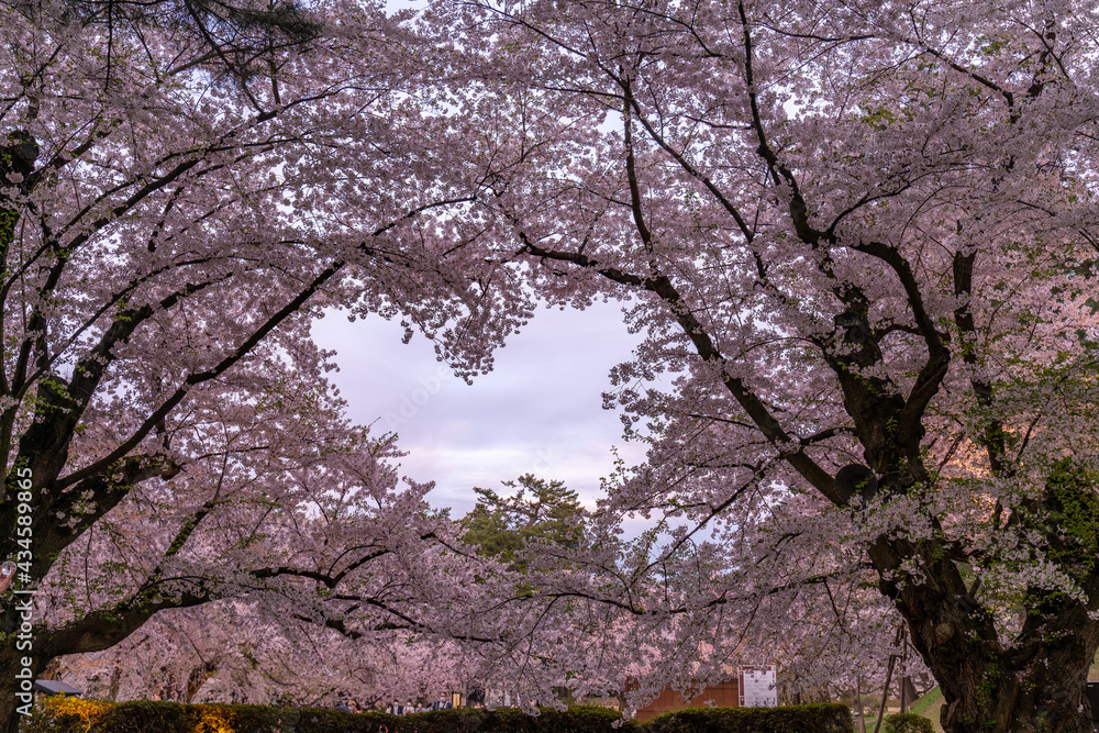日本　桜　弘前公園　桜並木　花筏　