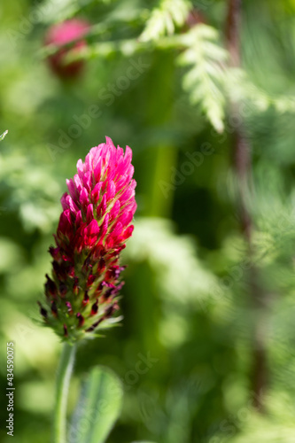 Close up of a crimson clover flower on blurred green natural background