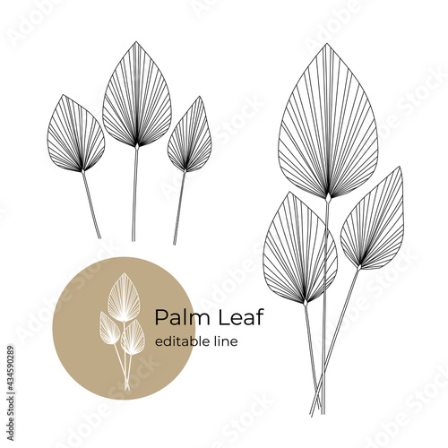 Palm leaf plant drawn in a minimalistic style by line. Part of the collection of dried flowers. Editable line.