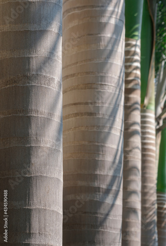 Selective focus at trunk of Manila palm on foreground with sunlight and shadow on surface in botanical garden, close up and vertical frame
