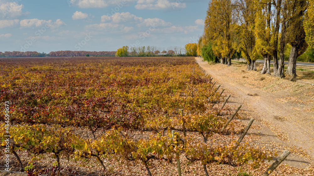 Naklejka premium aerial view vineyards of fine grapes in the fall