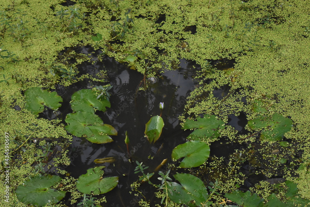 Pink lotus flowers grown in green dirty water with leaves Pink lotus flowers grown in green dirty water with leaves