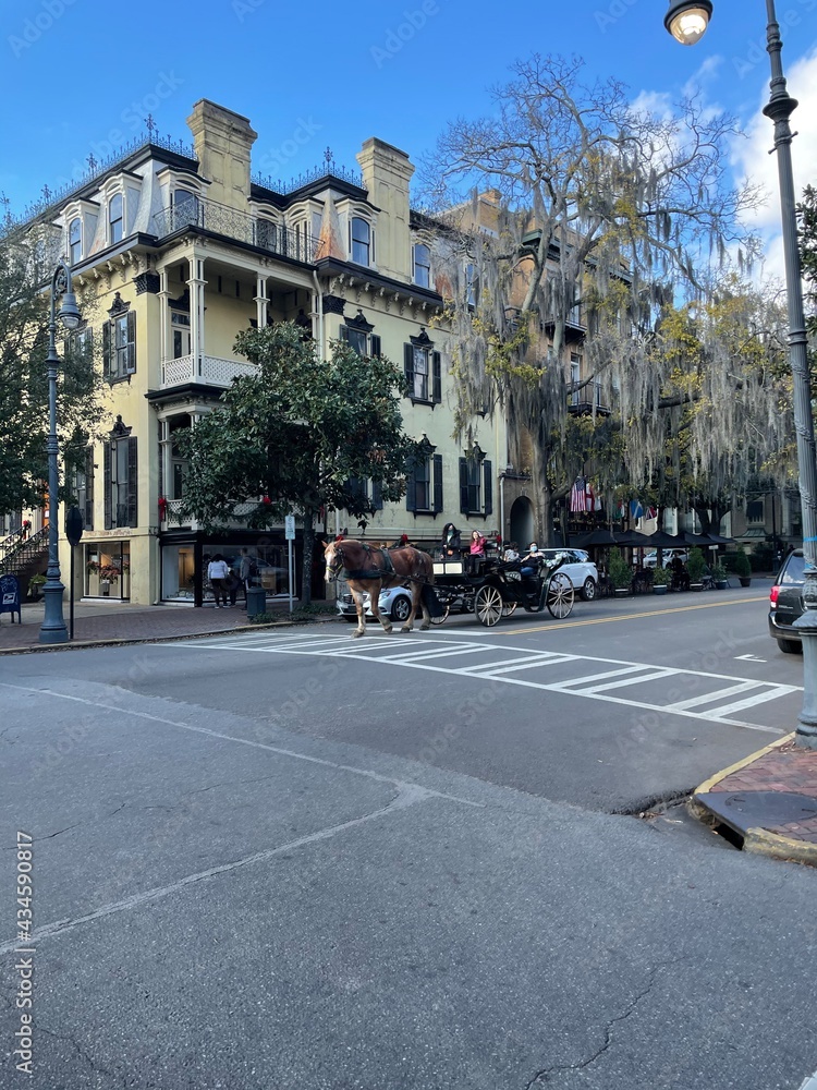 Fototapeta premium savannah