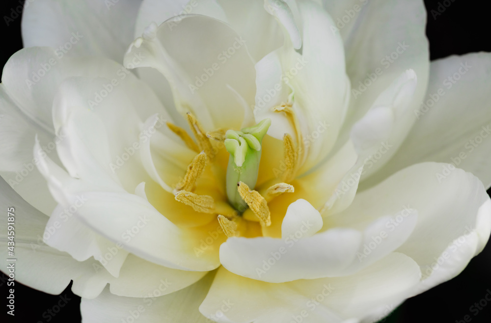 White tulip, top view, in bloom on black background White tulip, top view, in bloom on black background