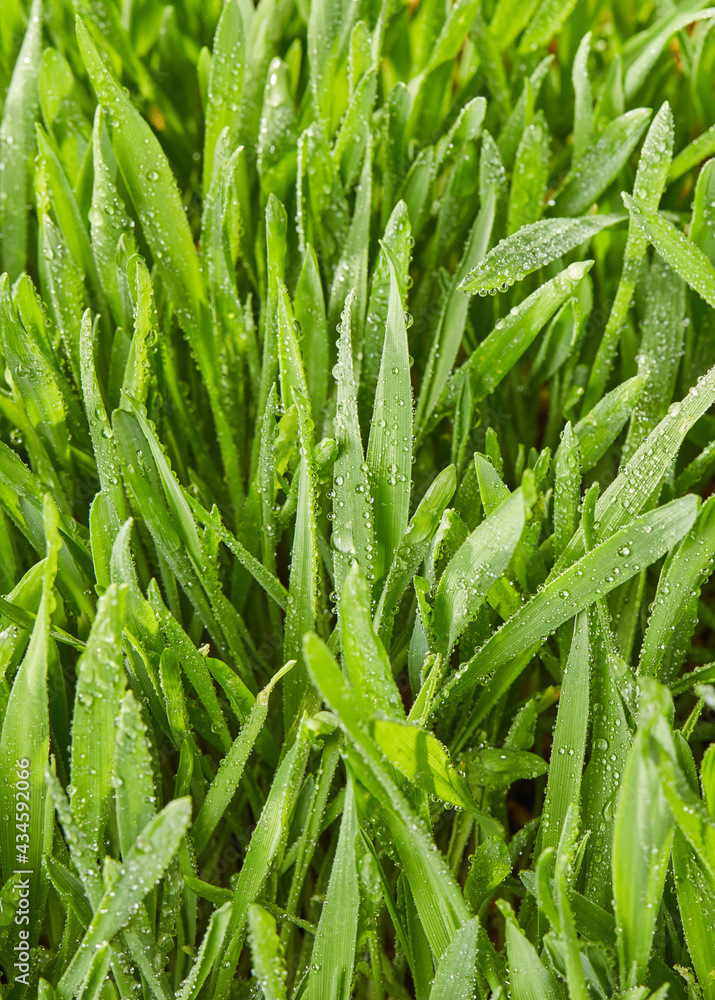 Fresh dew on grass Fresh dew on grass