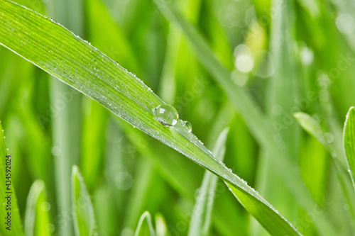 Rain drop on grass leaf