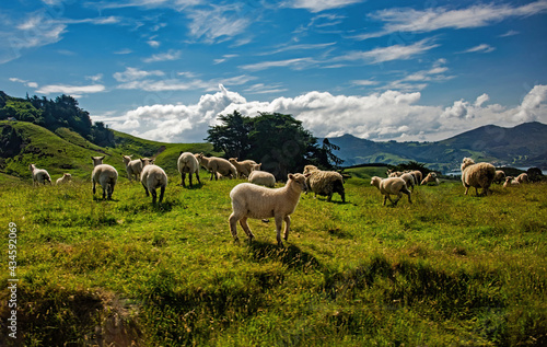 Scenic View with Sheep in Dunedin, New Zealand © Betty Rong