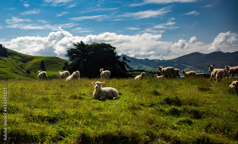 Scenic View with Sheep in Dunedin, New Zealand