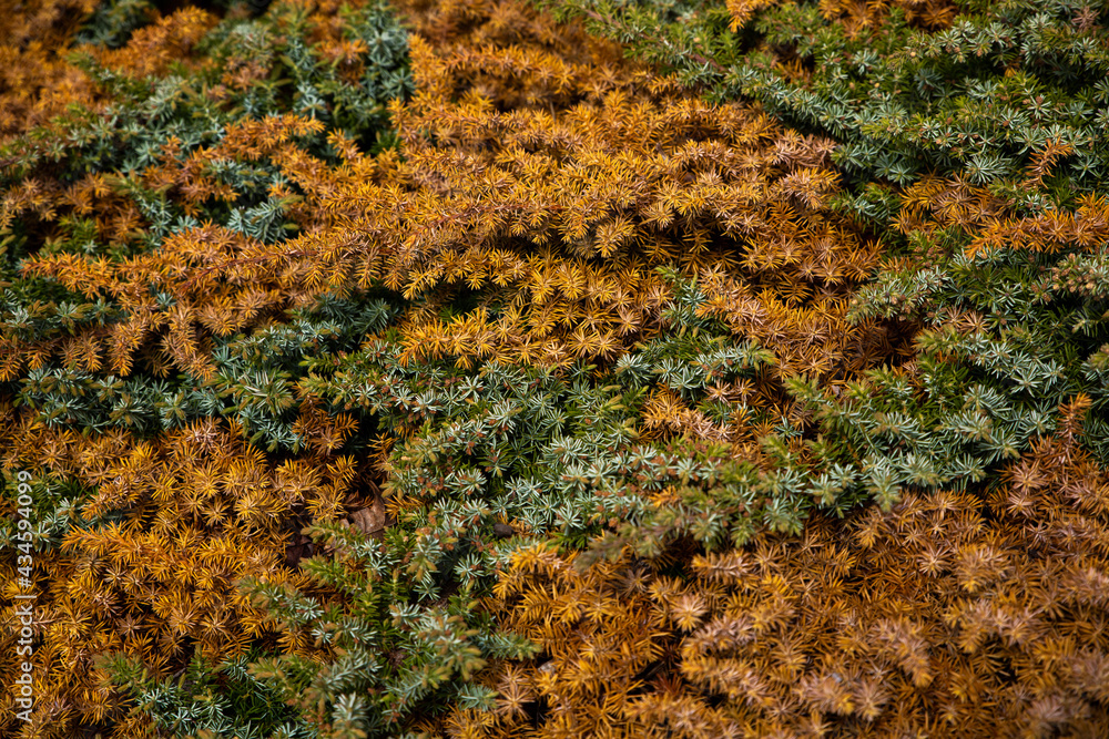 Green and yellowing pine needle texture