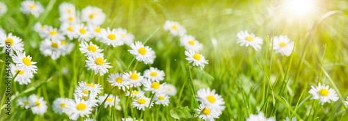 panoramic banner with daisies in grass
