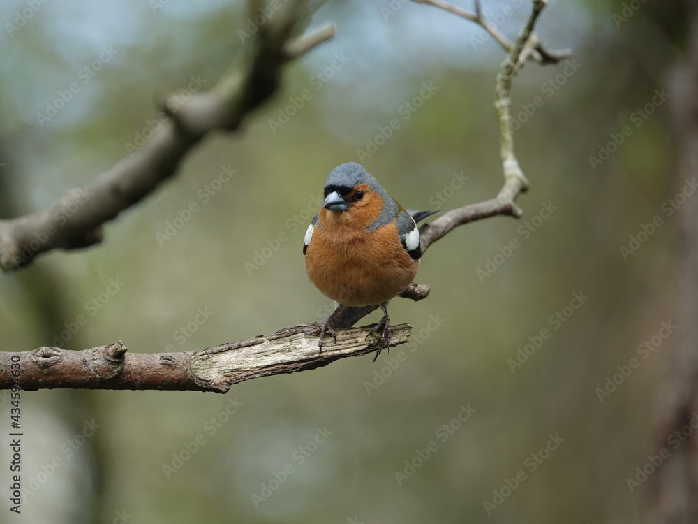 male chaffinch (Fringilla coelebs) perched on tree branch male chaffinch (Fringilla coelebs) perched on tree branch
