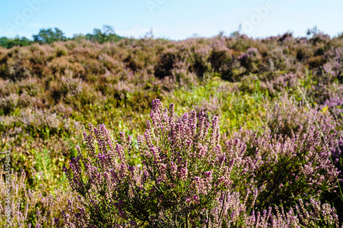 Naturschutzgebiet Fischbeker Heide bei Hamburg photo