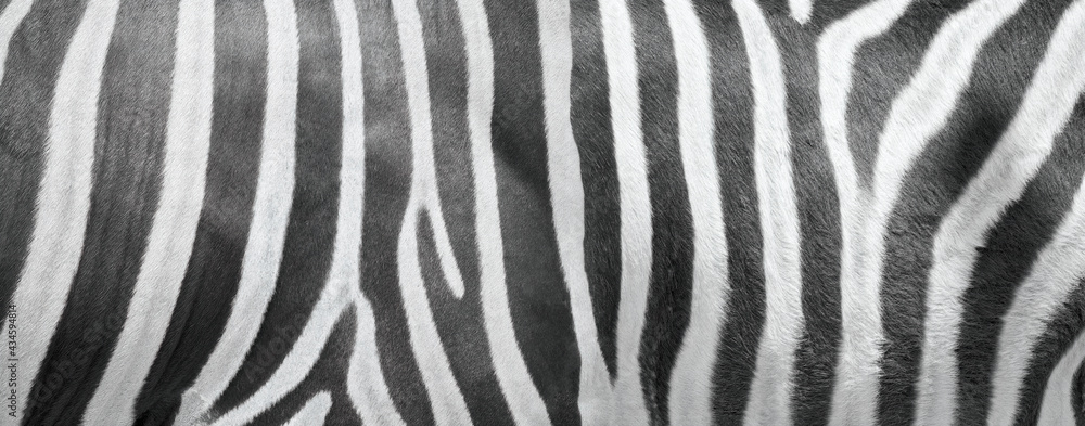 Long sheet of zebra leather - obrazy, fototapety, plakaty 
