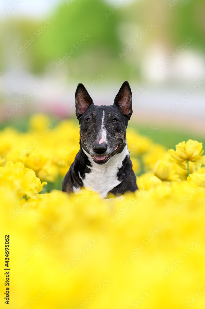 happy miniature english bull terrier dog posing in yellow tulips field