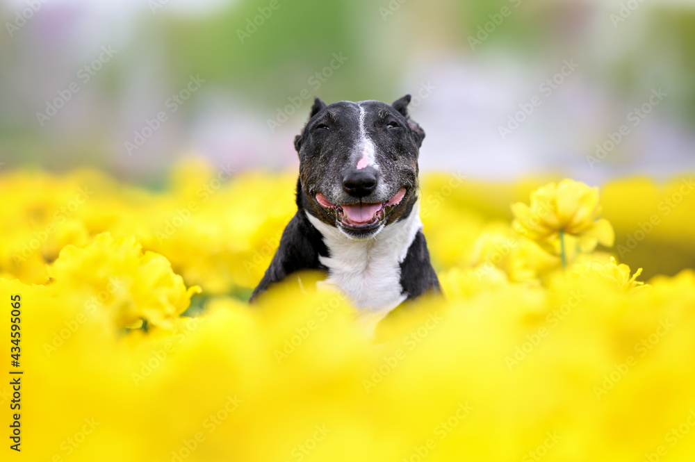 happy old bull terrier dog portrait in a field of yellow tulips happy old bull terrier dog portrait in a field of yellow tulips
