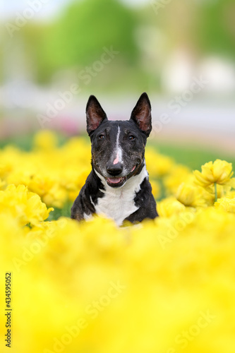 happy miniature english bull terrier dog posing in yellow tulips field