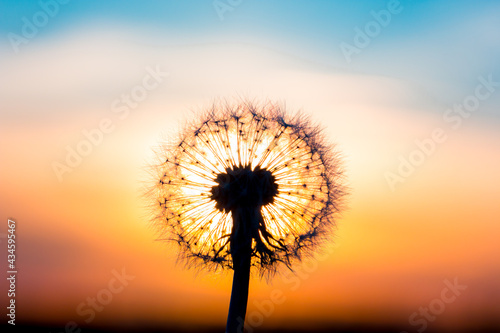 Dandelion flower with sunset