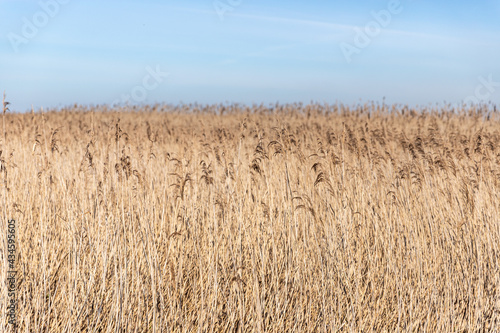 Phragmites australis. Esmoriz lagoon, Portugal
 photo