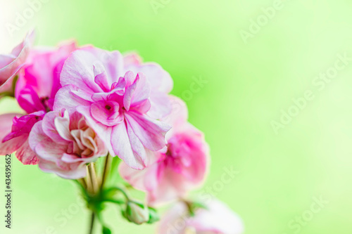 Pink pelargonium, also known as geranium. Gentle pink flowers of pelargonium, ornamental and medicinal plant. © Gulsina