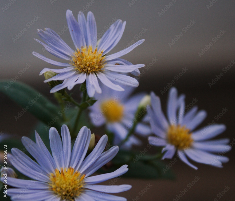 close up of a daisy close up of a daisy