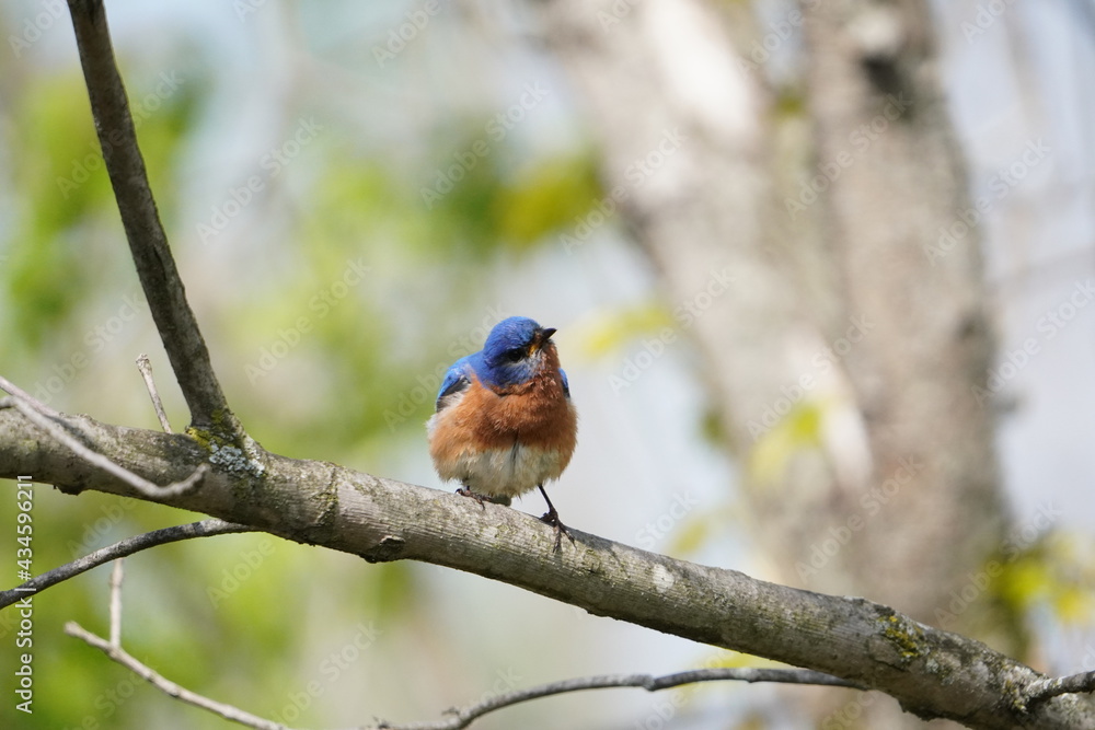 An Eastern Bluebird. An Eastern Bluebird.