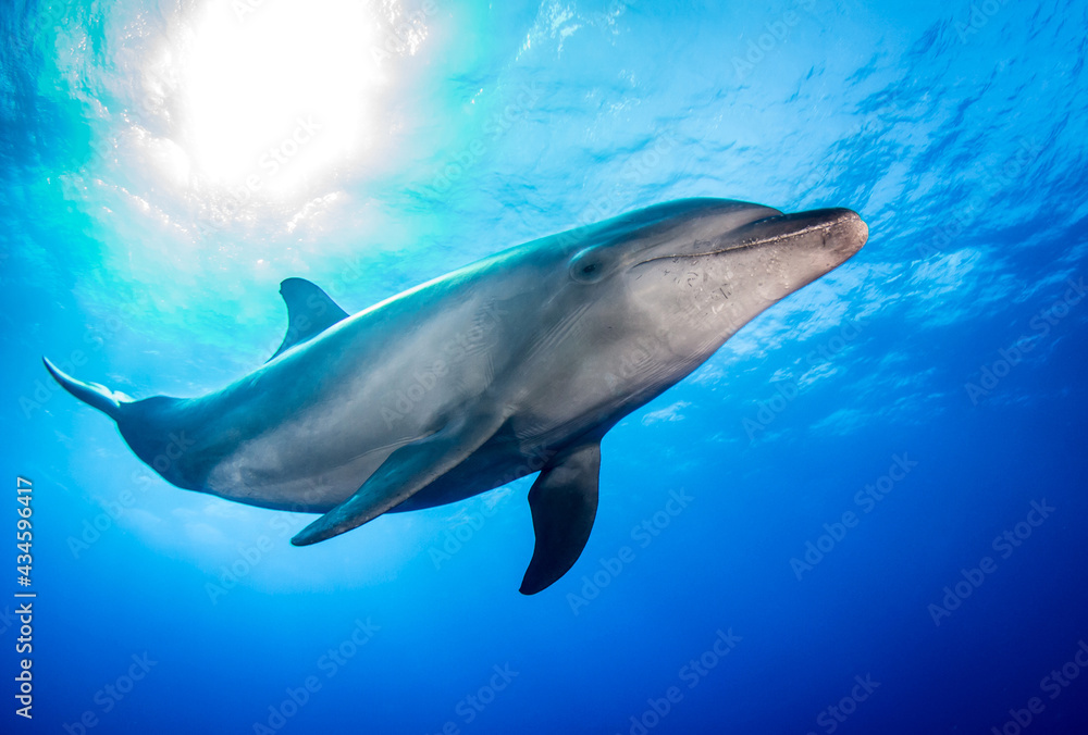 Dolphin underwater Dolphin underwater