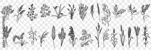 Fields grass and plants doodle set. Collection of hand drawn various grass growing on field blooming in rows isolated on transparent background 
