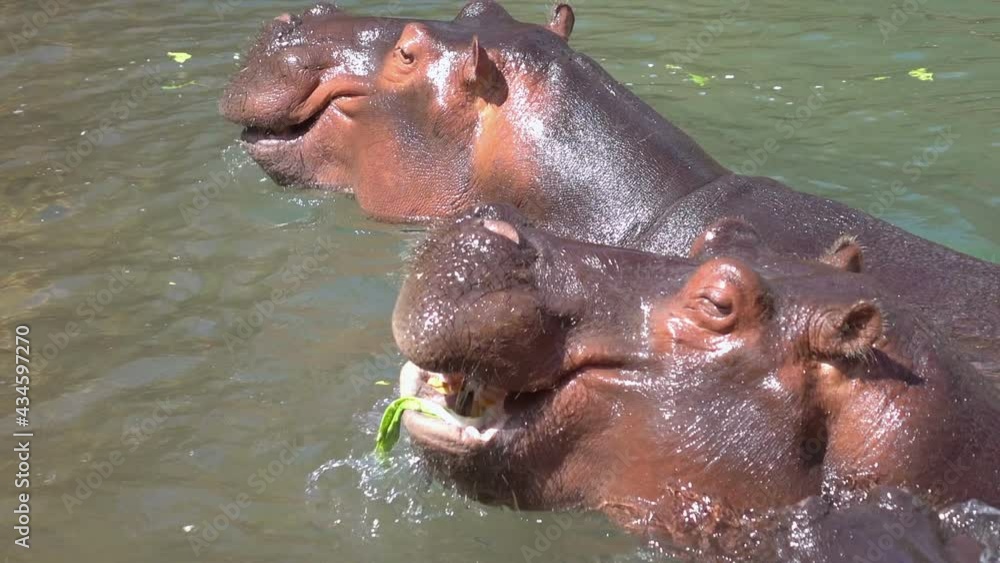 Three hippos swim in the water in slow motion 120fps Three hippos swim in the water in slow motion 120fps