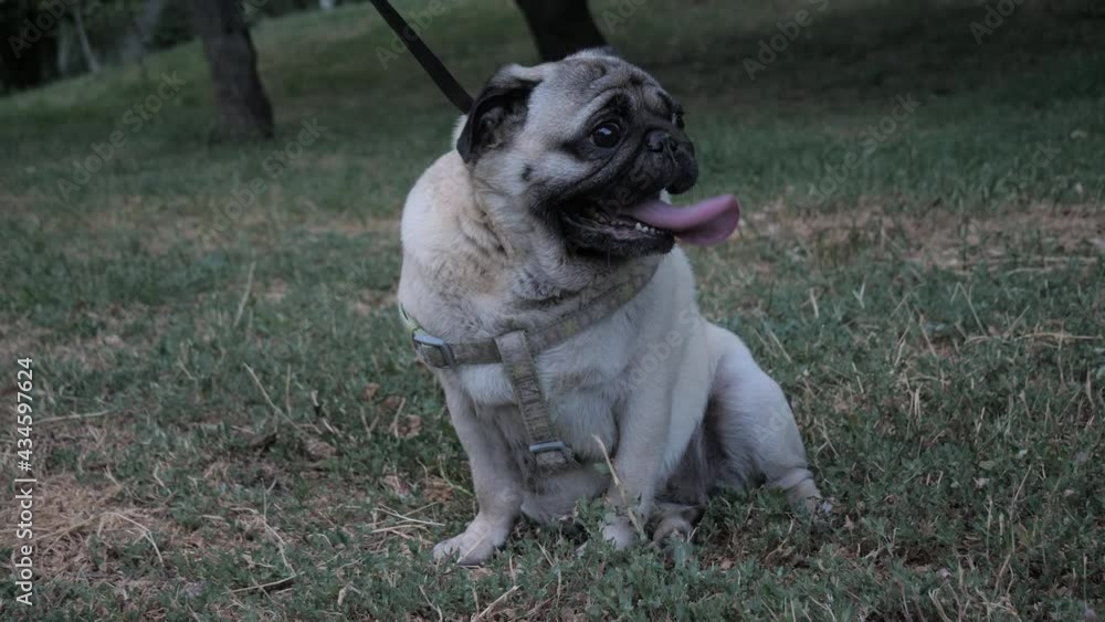 Cute pug dog breathing heavily, deeply, sticking out its tongue. Tongue hanging out. Summer park. Hot weather. Evening, morning walk. Overheat problem Cute pug dog breathing heavily, deeply, sticking out its tongue. Tongue hanging out. Summer park. Hot weather. Evening, morning walk. Overheat problem