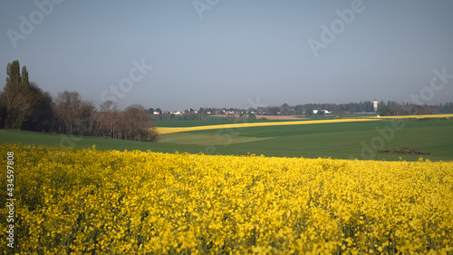 Paysage rural deriere un champ de colza