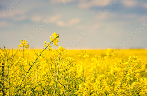 Fotografie gros plan sur les fleurs de colza