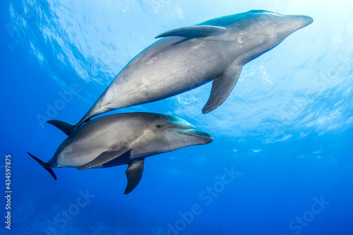 Couple of dolphins © Tropicalens