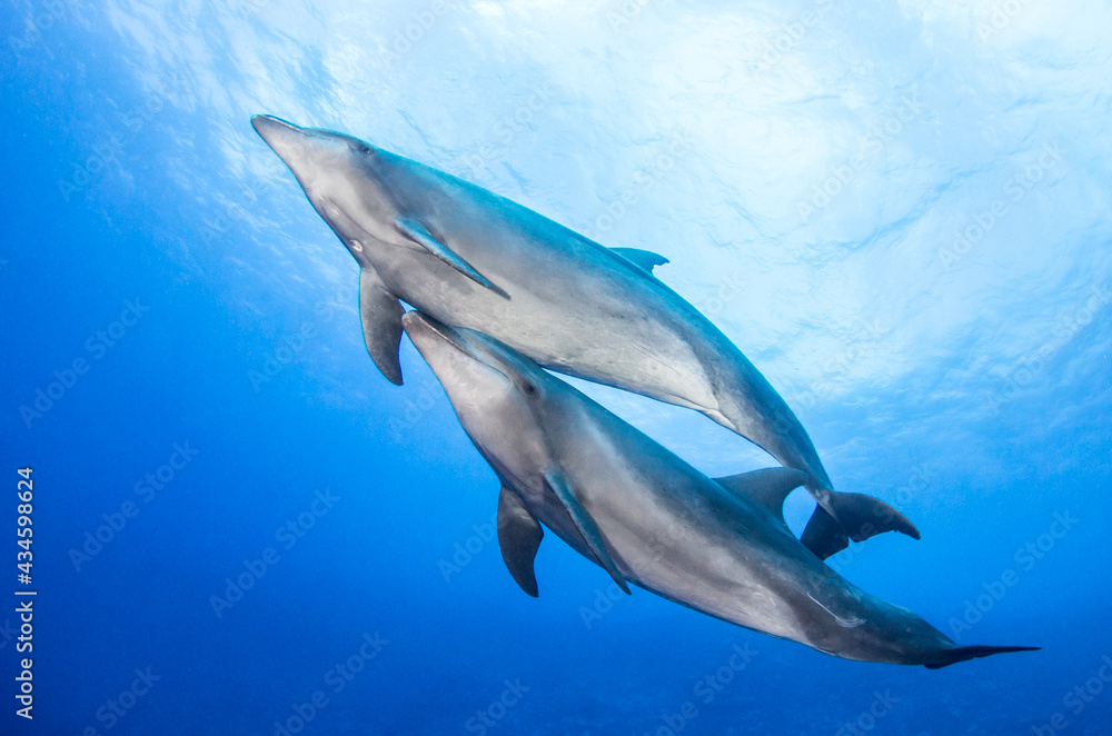 Couple of dolphins Couple of dolphins