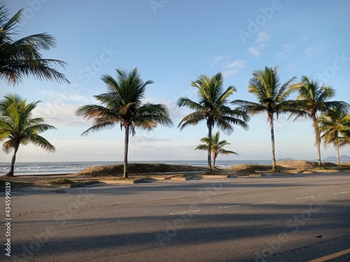 palm trees on the beach © Felipe