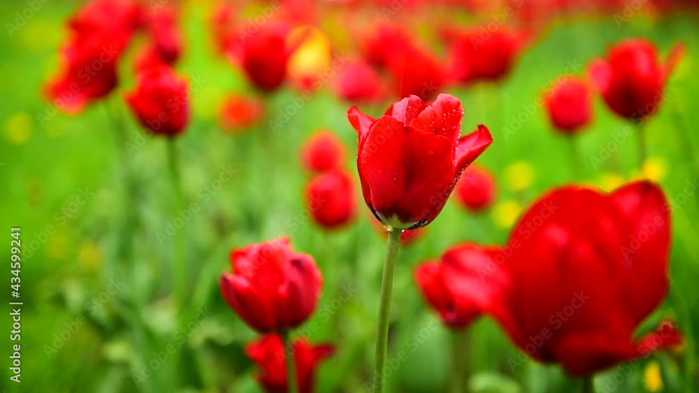 Flowers on a rainy day. Red tulips in cloudy rainy weather in the wind. A flowerbed of flowers. Tulips Flowers on a rainy day. Red tulips in cloudy rainy weather in the wind. A flowerbed of flowers. Tulips