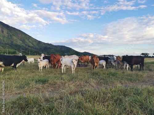 Ganadería atardecer