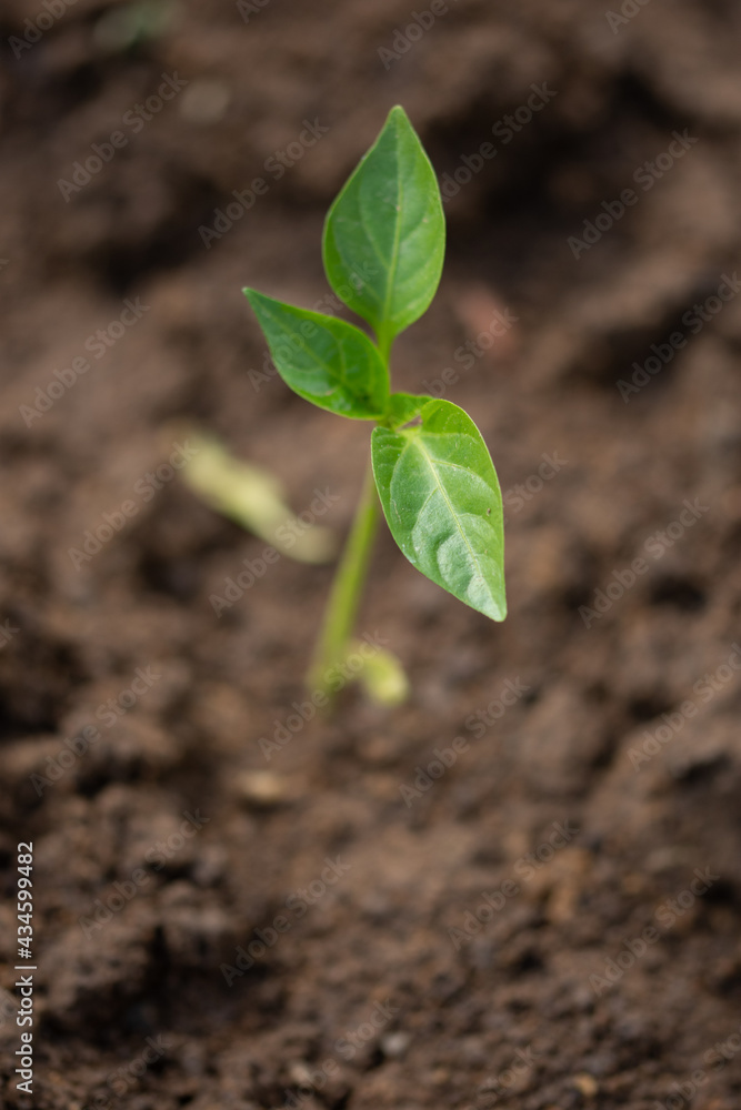 Bell pepper seedlings in Romania Bell pepper seedlings in Romania