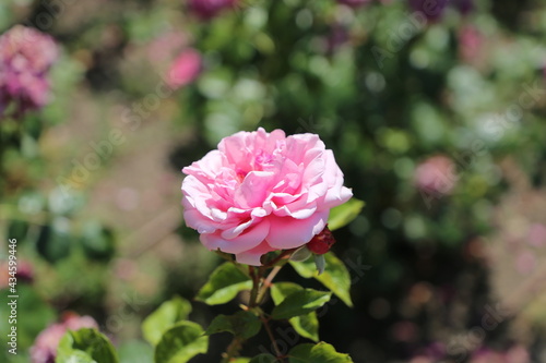 Wallpaper Mural Flor Torontodigital.ca