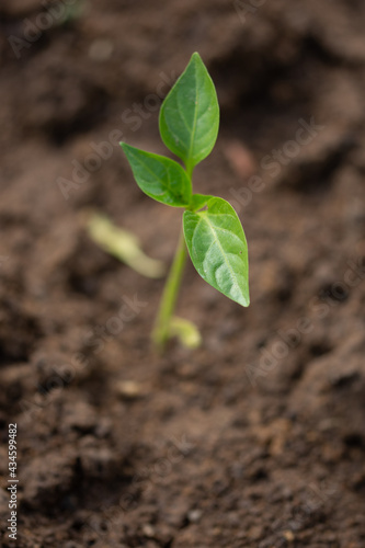 Bell pepper seedlings in Romania