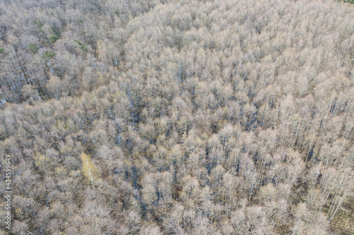 Aerial view of grey leafless forest. Wetland forest